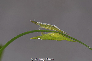 Bignose seagrass shrimp/Anilao,Philippine/Canon 5D MarkIV... by Yuping Chen 
